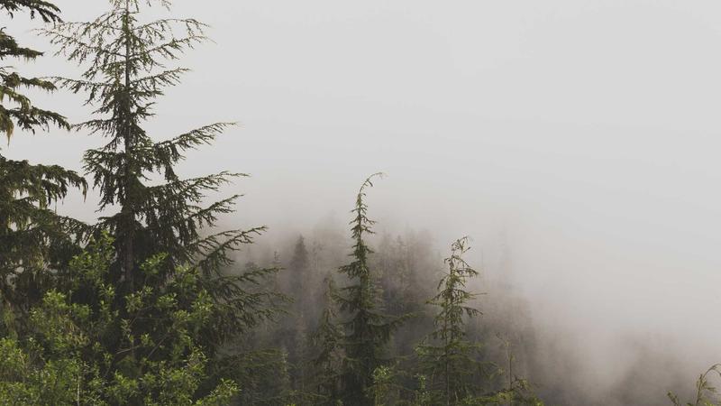 Decoding Animal Spirits: The Psychological Drivers of Economics