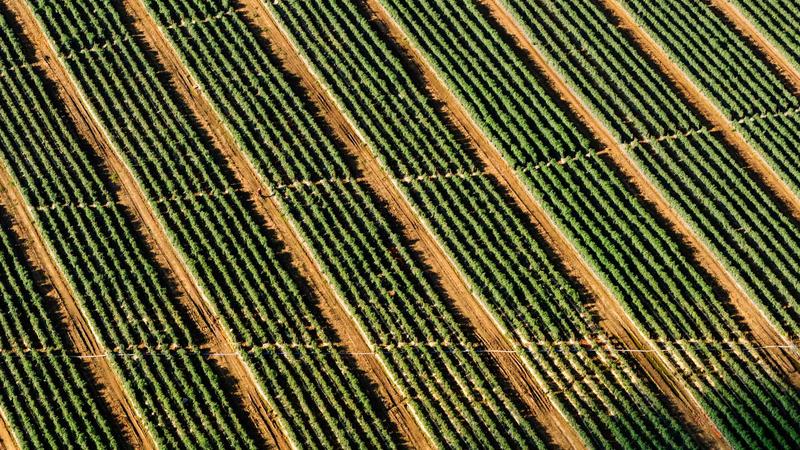 Silly Nice Revolutionizes Customer Engagement in the Cannabis Sector