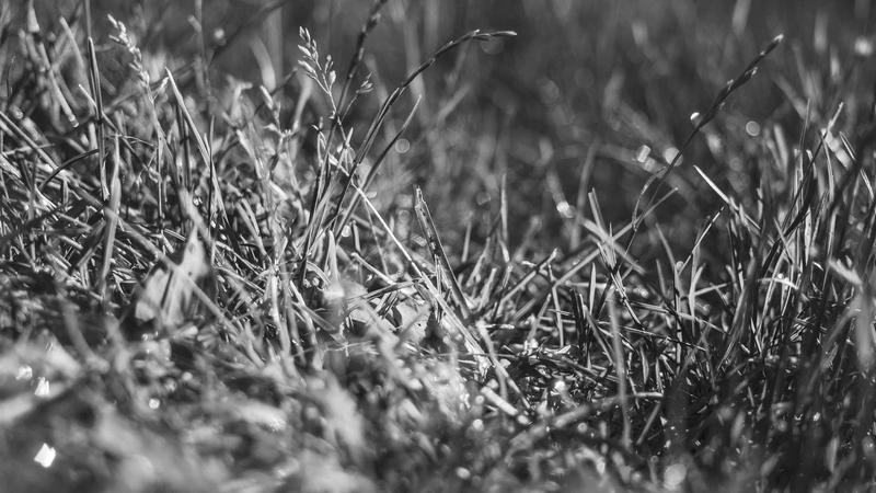 The Future of the Carbon Black Market: Growth Trends and Opportunities