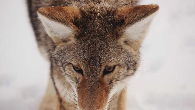 Virtuix and Meta Team Up: A Game-Changer for VR Fitness